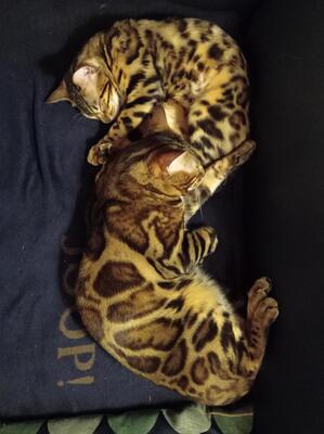 Bengal Jungtier - Katze