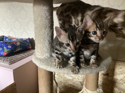 Bengal Jungtier - Katze