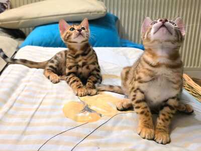 Bengal Jungtier - Katze