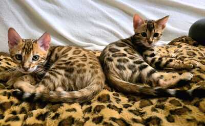Bengal Jungtier - Katze