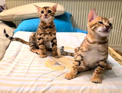 Bengal Jungtier - Katze