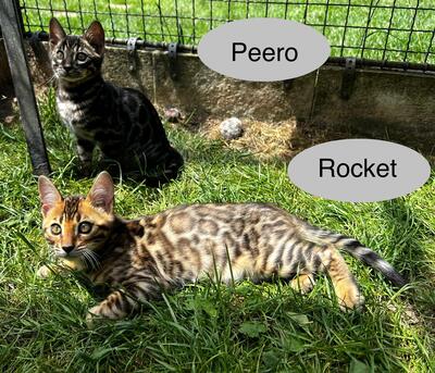 Bengal Kitten JUNGS mit Stammbaum, Bengal Katzen - Kater