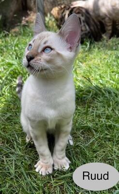 Bengal Kitten JUNGS mit Stammbaum, Bengal Katzen - Kater