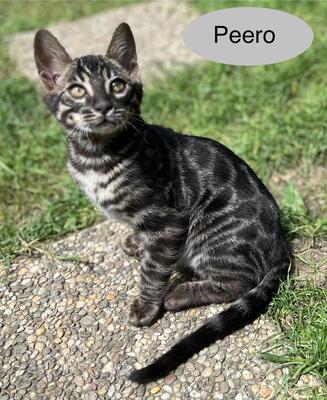 Bengal Kitten JUNGS mit Stammbaum, Bengal Katzen - Kater