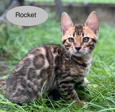 Bengal Kitten JUNGS mit Stammbaum, Bengal Katzen - Kater