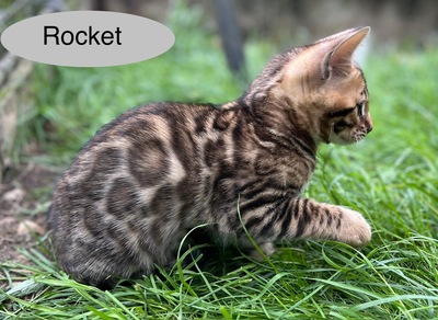 Bengal Kitten JUNGS mit Stammbaum, Bengal Katzen - Kater