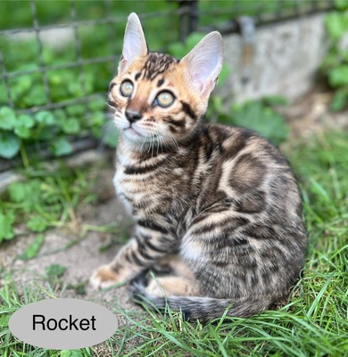 Bengal Kitten JUNGS mit Stammbaum, Bengal Katzen - Kater