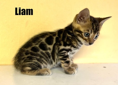 Bengal Kitten mit STAMMBAUM, Bengal reinrassig Jungtier - Kater 1