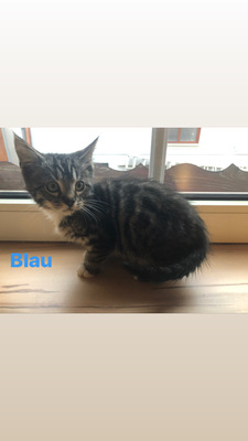 Bengal-Maine Coon Mix Jungtier - Katze