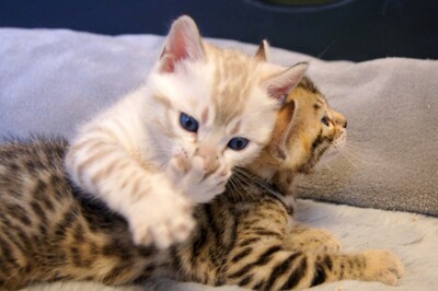 Bengal reinrassig Jungtier - Katze