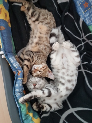 Bengalen reinrassig, Bengal Jungtier - Katze