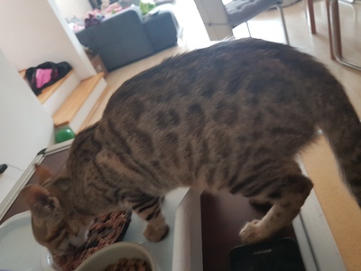 Bengalen reinrassig, Bengal Jungtier - Katze