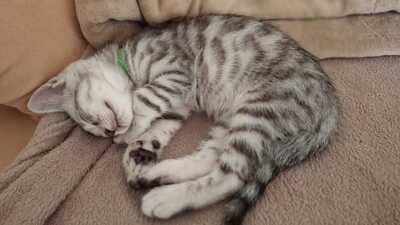 Bengalen reinrassig, Bengal Jungtier - Katze