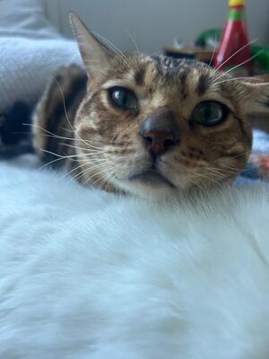 Bengalkater 3 Jahre alt sucht dringend neues Zuhause.