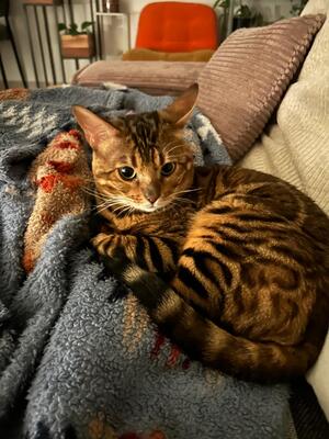 Bengalkater 3 Jahre alt sucht dringend neues Zuhause., Bengal - Kater