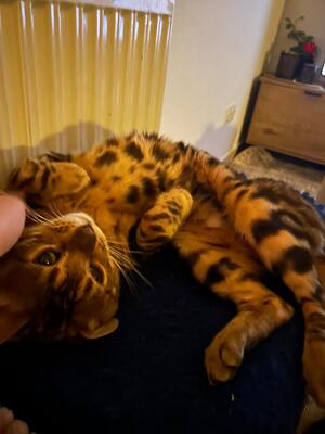 Bengalkater 3 Jahre alt sucht dringend neues Zuhause., Bengal - Kater