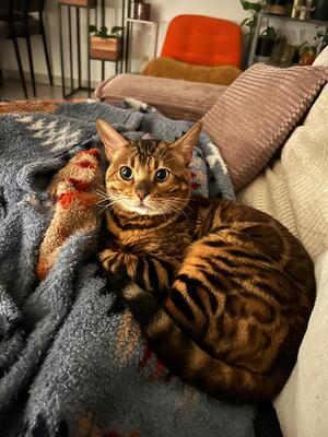 Bengalkater 3 Jahre alt sucht dringend neues Zuhause., Bengal - Kater