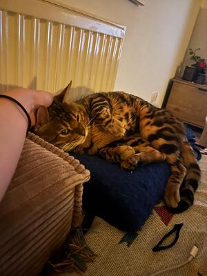 Bengalkater 3 Jahre alt sucht dringend neues Zuhause., Bengal - Kater