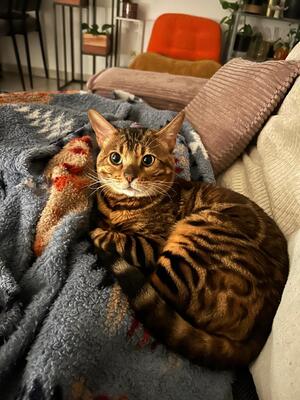 Bengalkater 3 Jahre alt sucht dringend neues Zuhause., Bengal - Kater