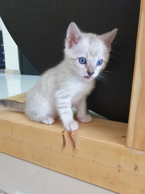 Bengalkatze Jungtier - Katze