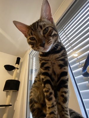 Bengalkatze Simba, Bengal - Katze