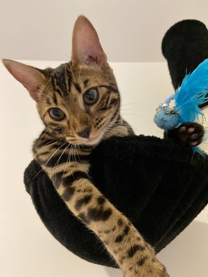 Bengalkatze Simba, Bengal - Katze