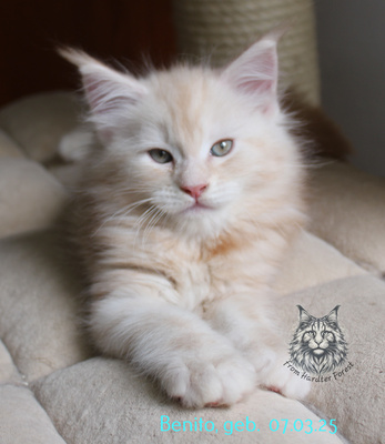 Benito from Hardter Forest, Main Coon - Kater