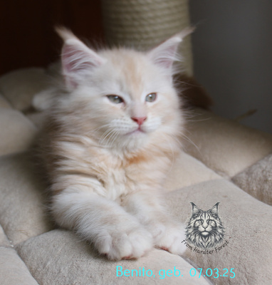 Benito from Hardter Forest, Main Coon - Kater