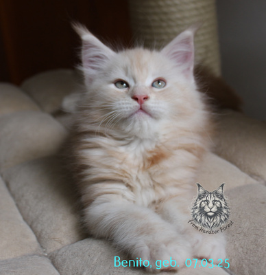 Benito from Hardter Forest, Main Coon - Kater