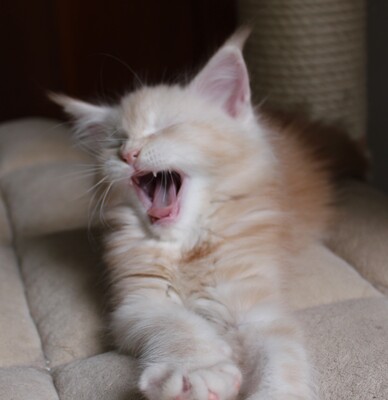 Benito from Hardter Forest, Main Coon - Kater