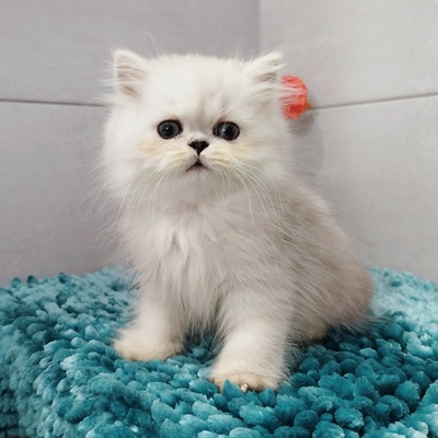 Berlioz, Chinchilla-Perser - Kater