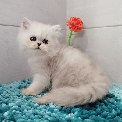 Berlioz, Chinchilla-Perser - Kater