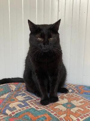 Berta, Mischling - Katze