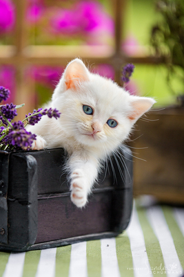 Besondere Schmusebacken, warten auf ihre besonderen Adoptiveltern!, Britischer Katze BKH Jungtier - Kater 1