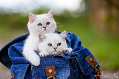 Besondere Schmusebacken, warten auf ihre besonderen Adoptiveltern!, Britischer Katze BKH Jungtier - Kater