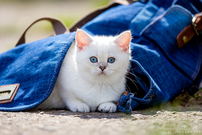 Besondere Schmusebacken, warten auf ihre besonderen Adoptiveltern!, Britischer Katze BKH Jungtier - Kater