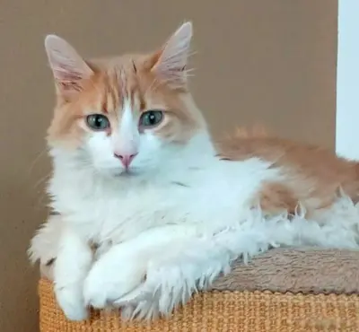 Besonderer Schatz Melchor (ALO) - Kater