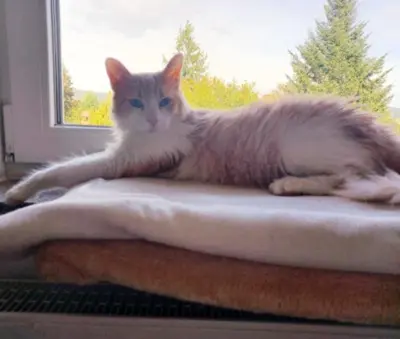 Besonderer Schatz Melchor (ALO) - Kater