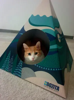 Besonderer Schatz Melchor (ALO) - Kater