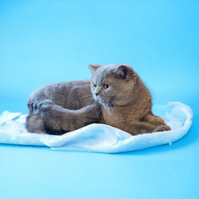 Bethany, Britisch Kurzhaar - Katze