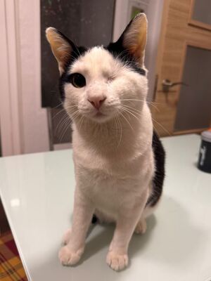 Beto, Europäisch Kurzhaar - Kater