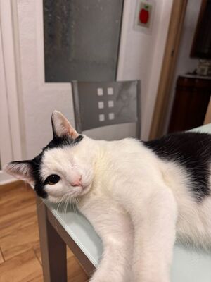 Beto, Europäisch Kurzhaar - Kater