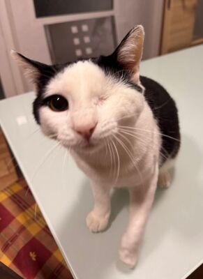 Beto, Europäisch Kurzhaar - Kater