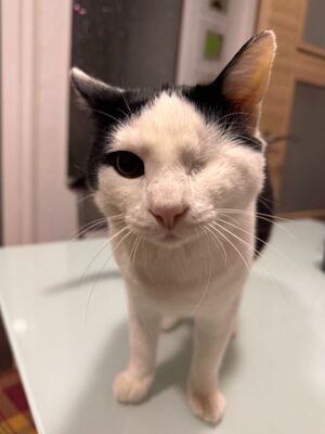 Beto, Europäisch Kurzhaar - Kater