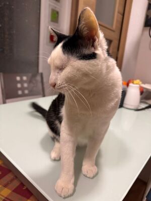 Beto, Europäisch Kurzhaar - Kater