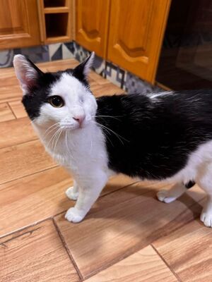 Beto, Europäisch Kurzhaar - Kater