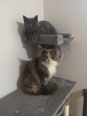 Betty, Main Coon - Katze