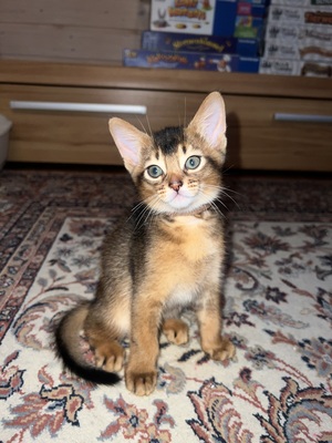 Bezaubernde Abessinier VAR Kitten, Abessinier und Somali - Katze