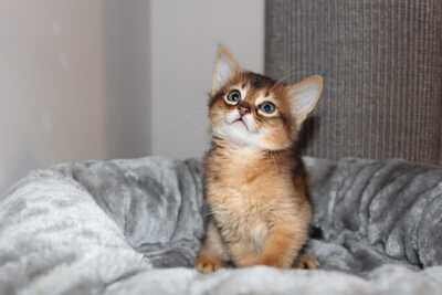 Bezaubernde Somali Katerchen, Abessinier und Somali - Kater