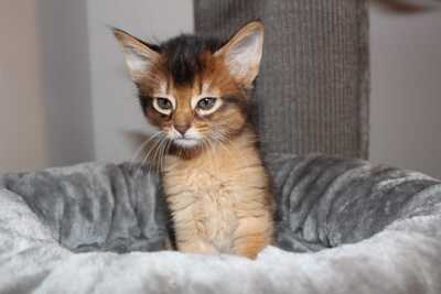 Bezaubernde Somali Katerchen, Abessinier und Somali - Kater